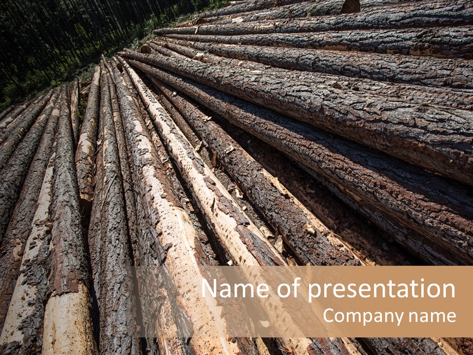 Timber Lumber Trunk Of Tree PowerPoint Template