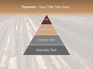 Timber Lumber Trunk Of Tree PowerPoint Template