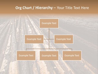 Timber Lumber Trunk Of Tree PowerPoint Template