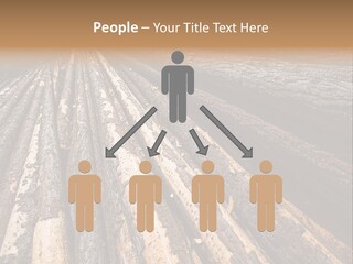 Timber Lumber Trunk Of Tree PowerPoint Template