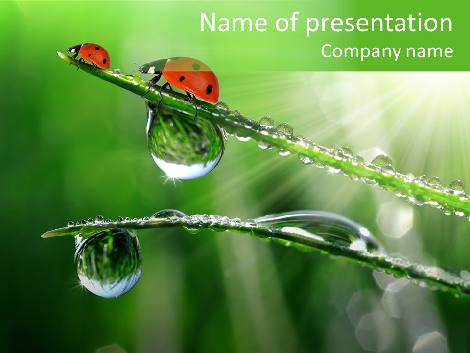 Sun Ladybird Beam PowerPoint Template