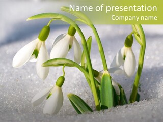 A Group Of Snowdrops In The Snow On A Sunny Day PowerPoint Template