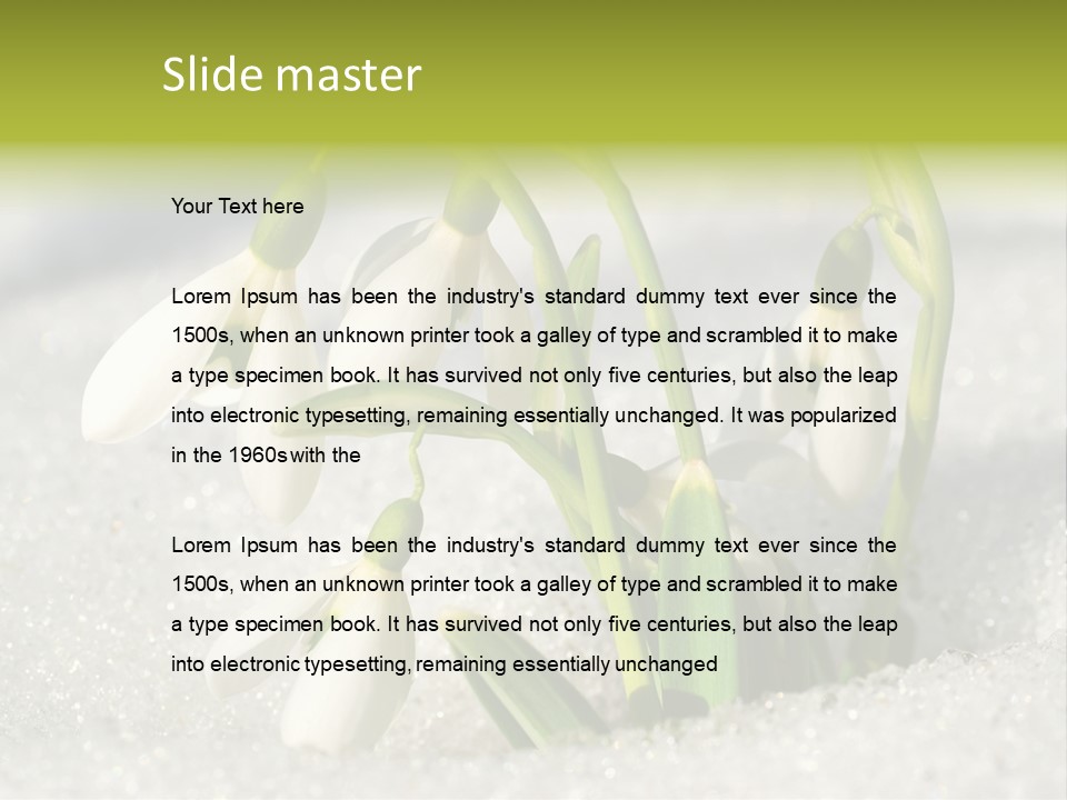 A Group Of Snowdrops In The Snow On A Sunny Day PowerPoint Template