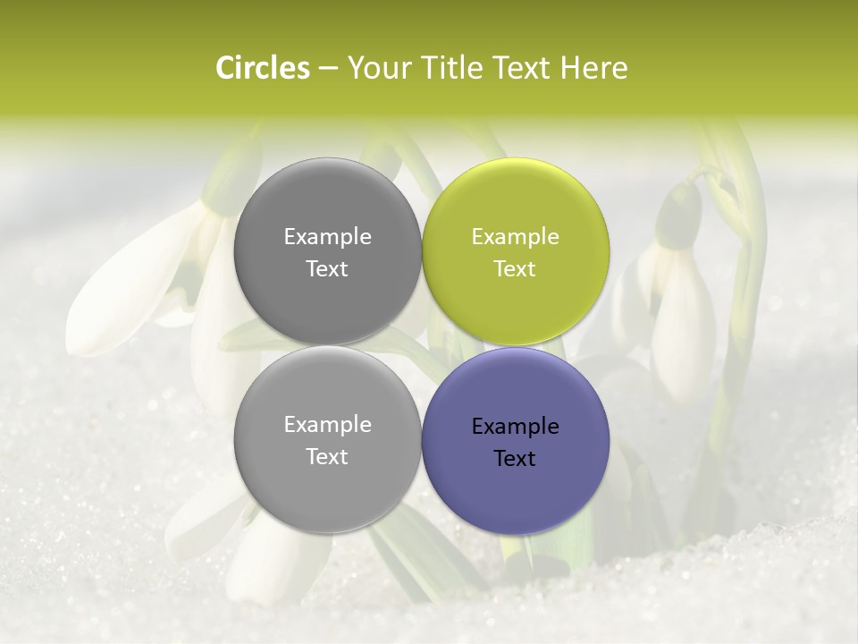 A Group Of Snowdrops In The Snow On A Sunny Day PowerPoint Template