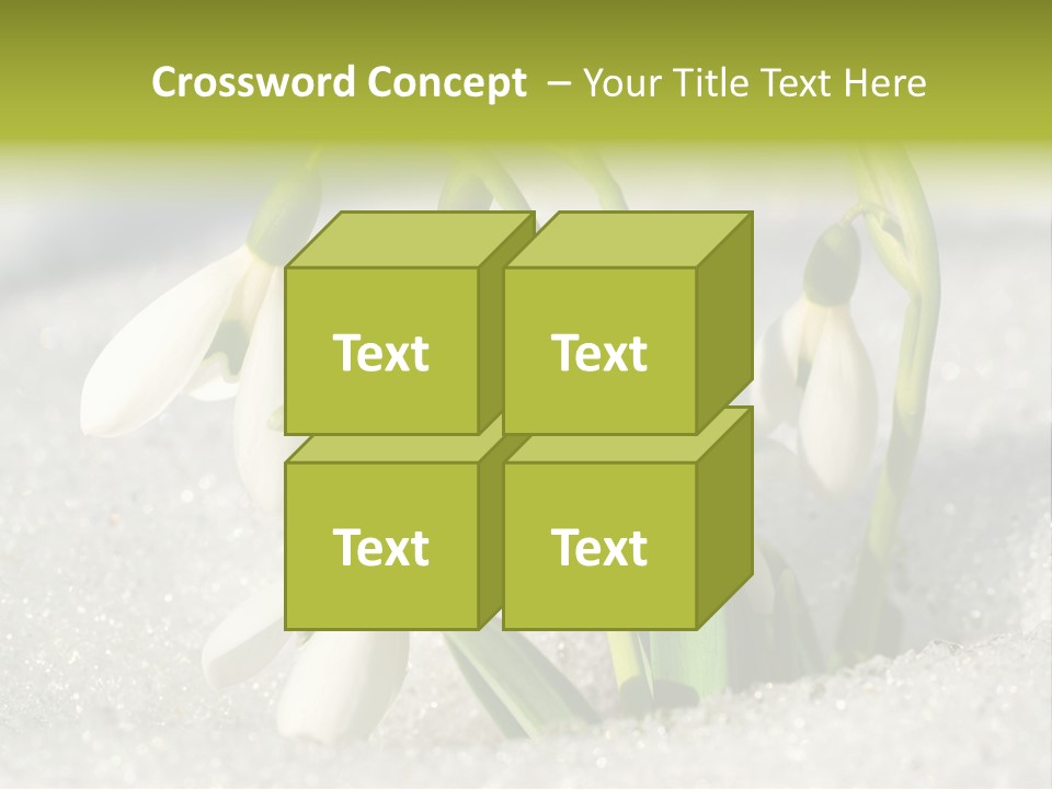 A Group Of Snowdrops In The Snow On A Sunny Day PowerPoint Template