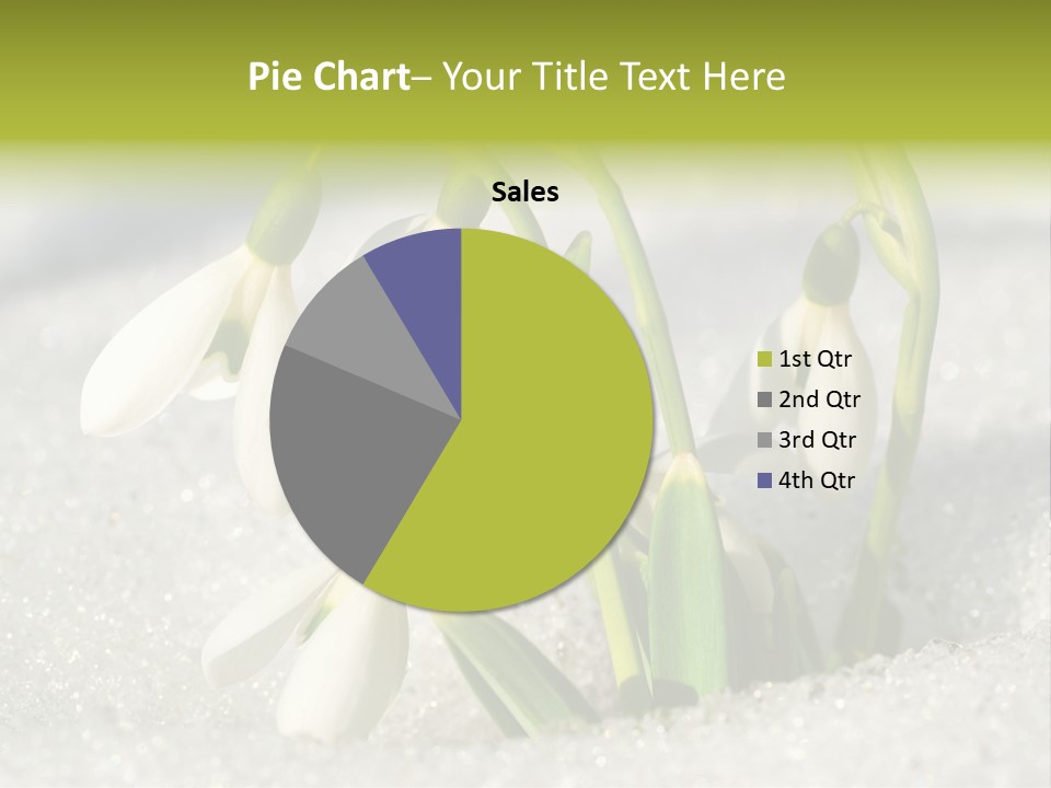 A Group Of Snowdrops In The Snow On A Sunny Day PowerPoint Template