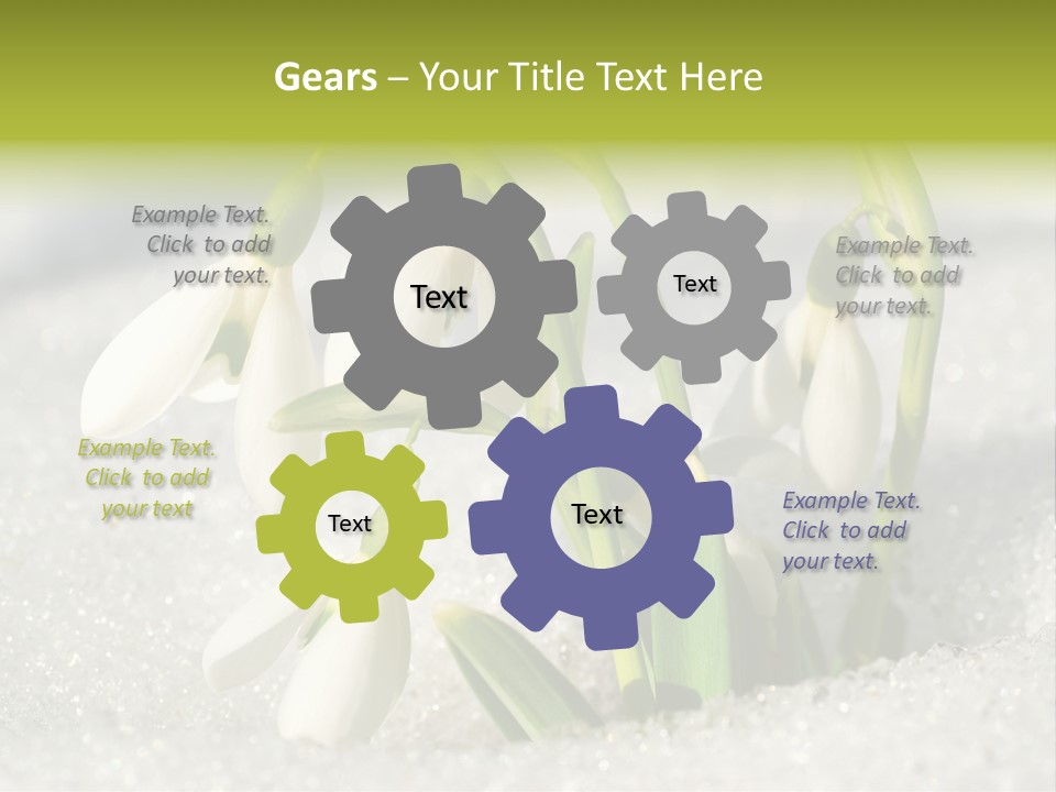 A Group Of Snowdrops In The Snow On A Sunny Day PowerPoint Template