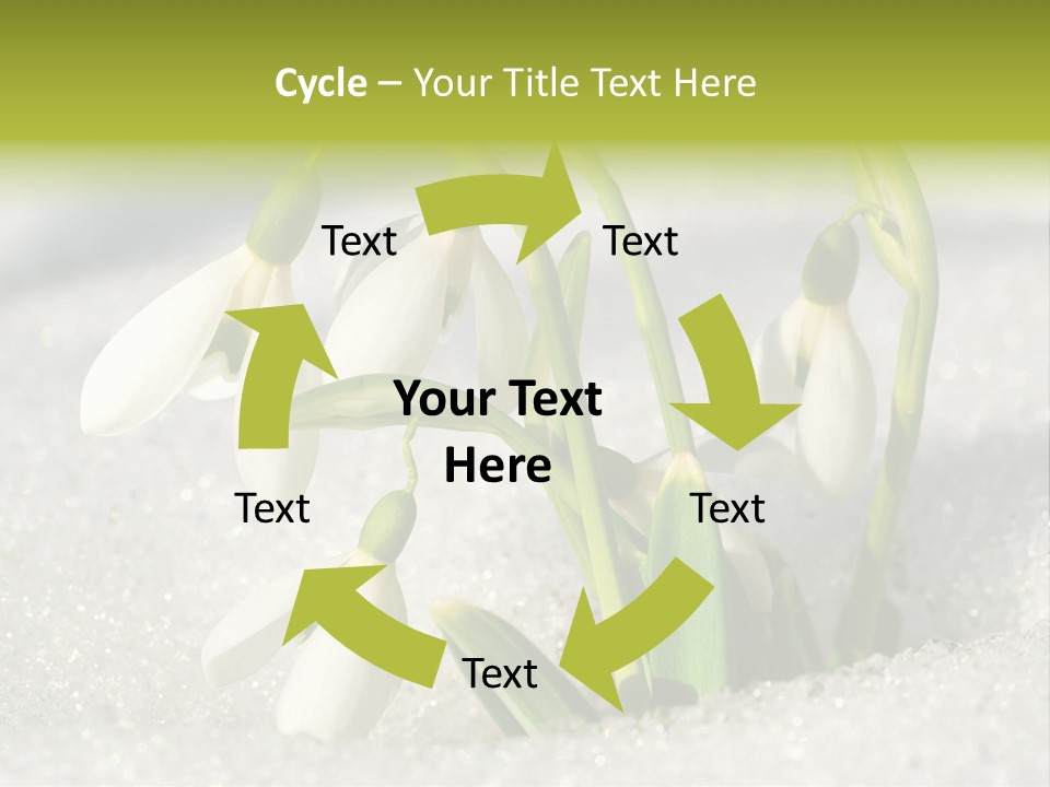 A Group Of Snowdrops In The Snow On A Sunny Day PowerPoint Template