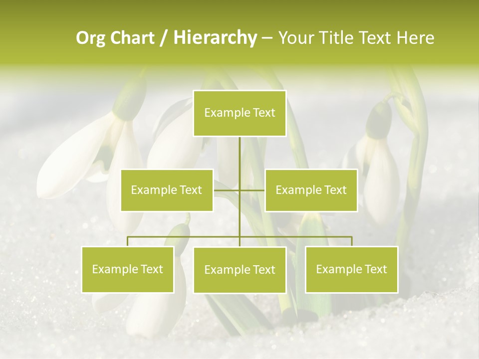 A Group Of Snowdrops In The Snow On A Sunny Day PowerPoint Template