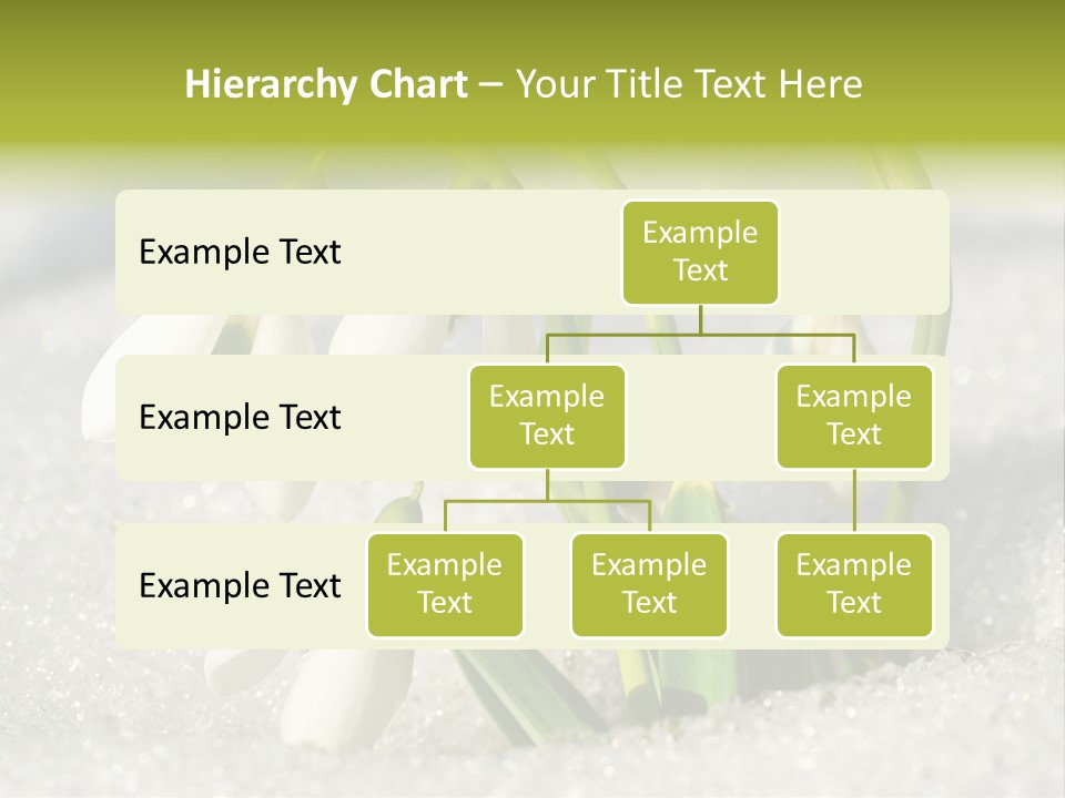 A Group Of Snowdrops In The Snow On A Sunny Day PowerPoint Template