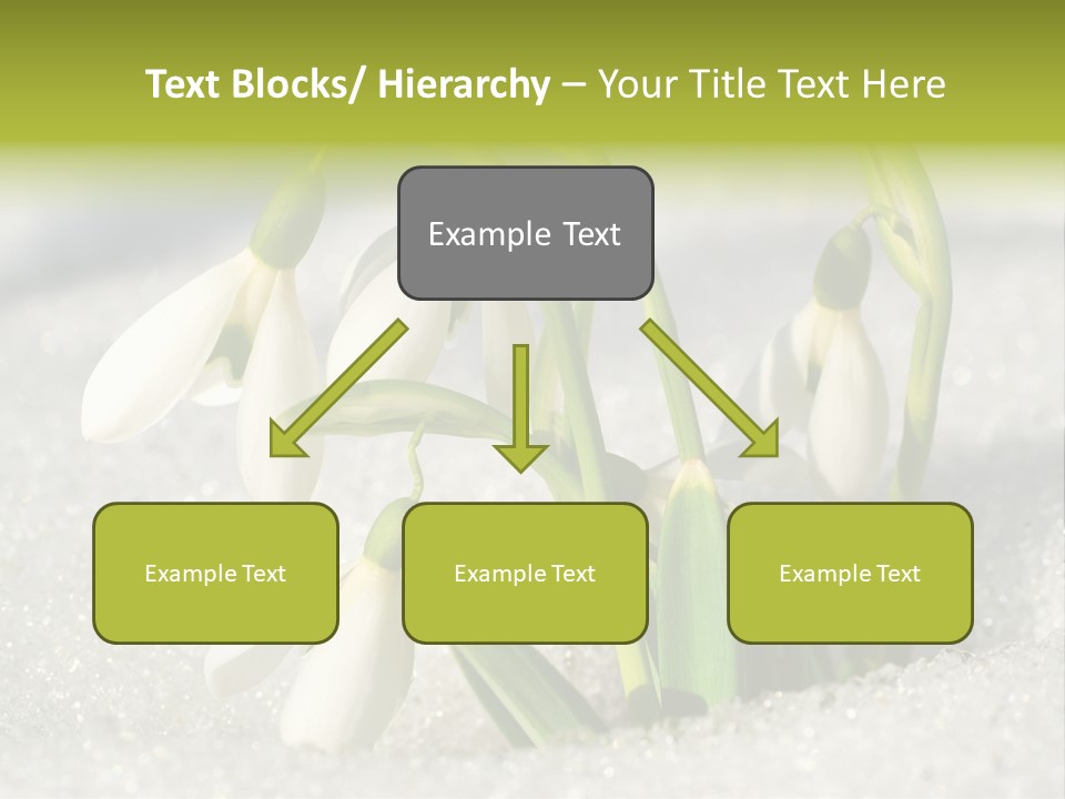 A Group Of Snowdrops In The Snow On A Sunny Day PowerPoint Template