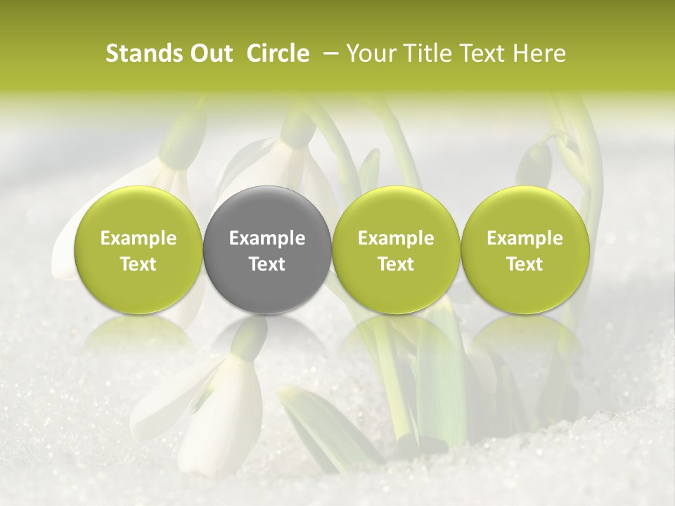 A Group Of Snowdrops In The Snow On A Sunny Day PowerPoint Template
