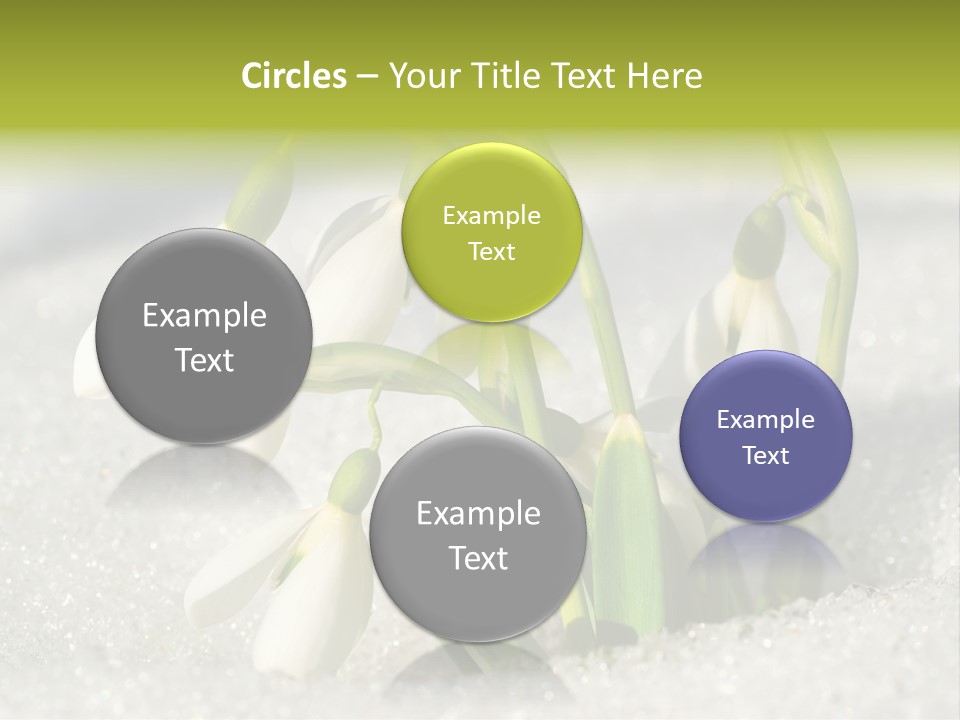 A Group Of Snowdrops In The Snow On A Sunny Day PowerPoint Template