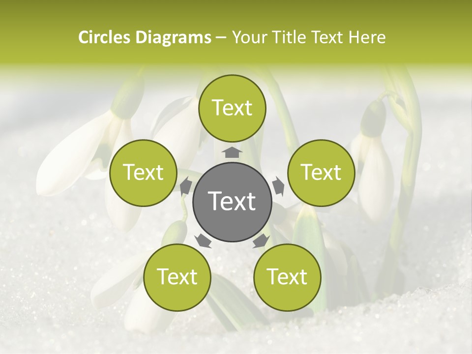 A Group Of Snowdrops In The Snow On A Sunny Day PowerPoint Template