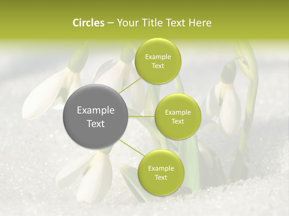 A Group Of Snowdrops In The Snow On A Sunny Day PowerPoint Template