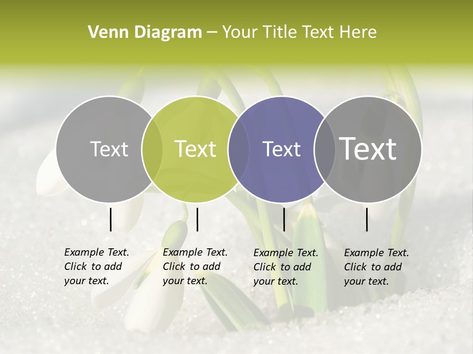 A Group Of Snowdrops In The Snow On A Sunny Day PowerPoint Template