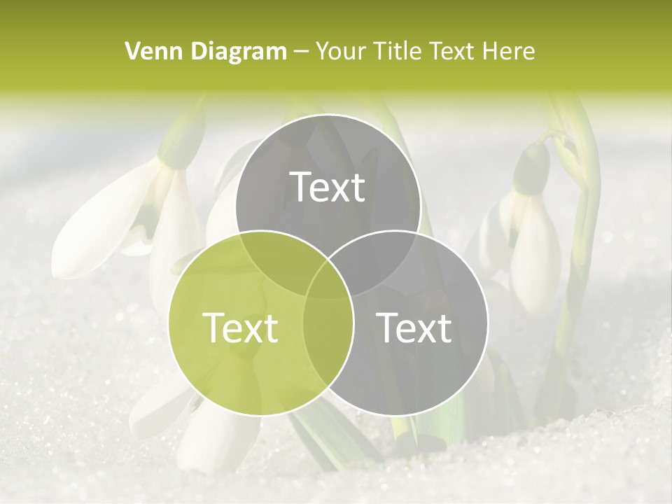 A Group Of Snowdrops In The Snow On A Sunny Day PowerPoint Template