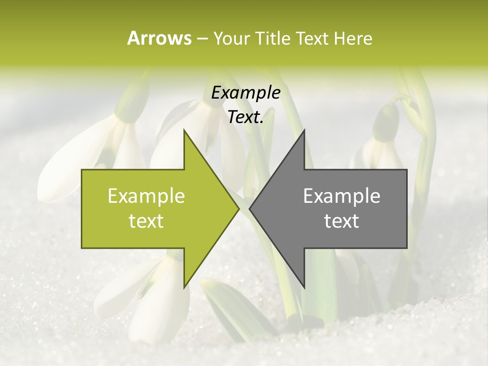 A Group Of Snowdrops In The Snow On A Sunny Day PowerPoint Template