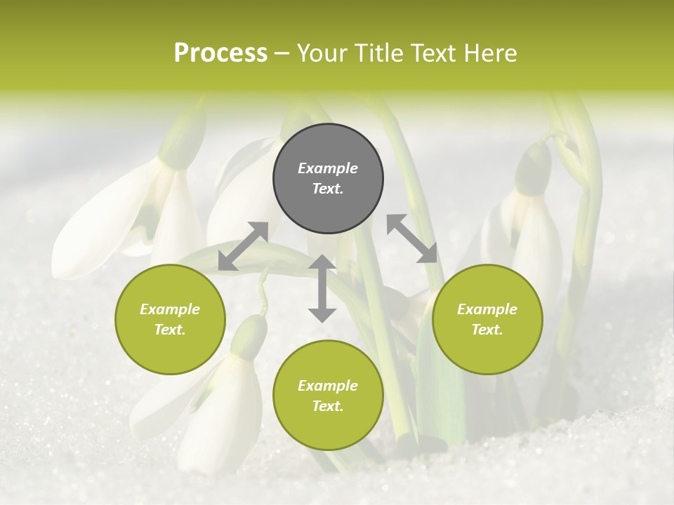 A Group Of Snowdrops In The Snow On A Sunny Day PowerPoint Template