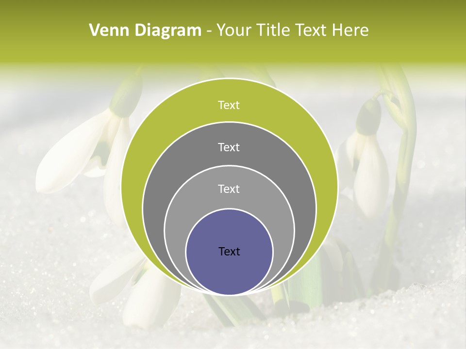 A Group Of Snowdrops In The Snow On A Sunny Day PowerPoint Template