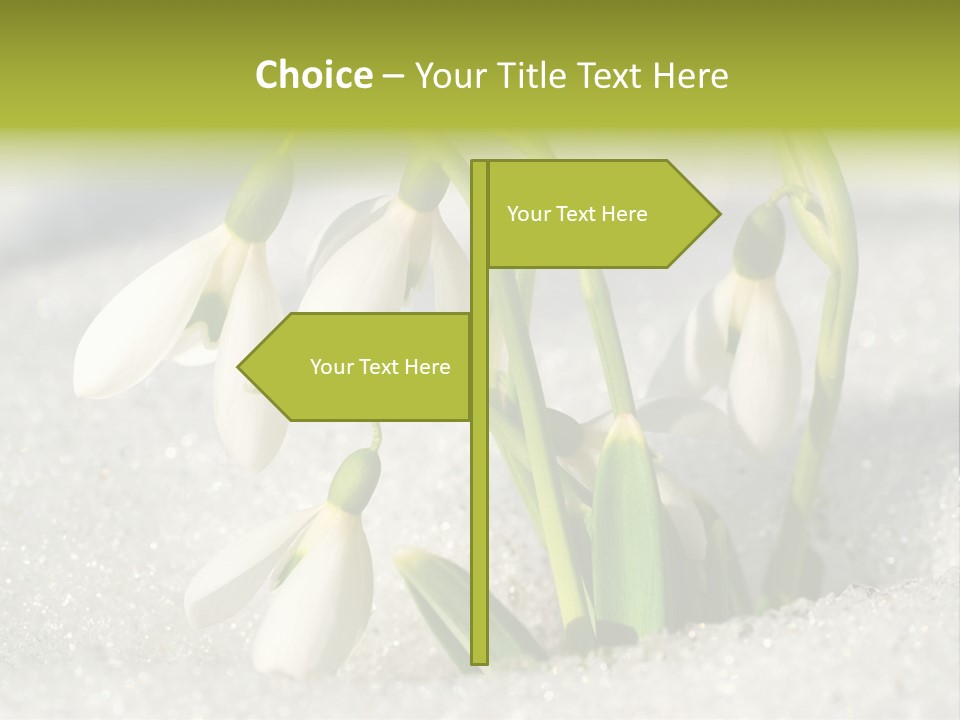A Group Of Snowdrops In The Snow On A Sunny Day PowerPoint Template