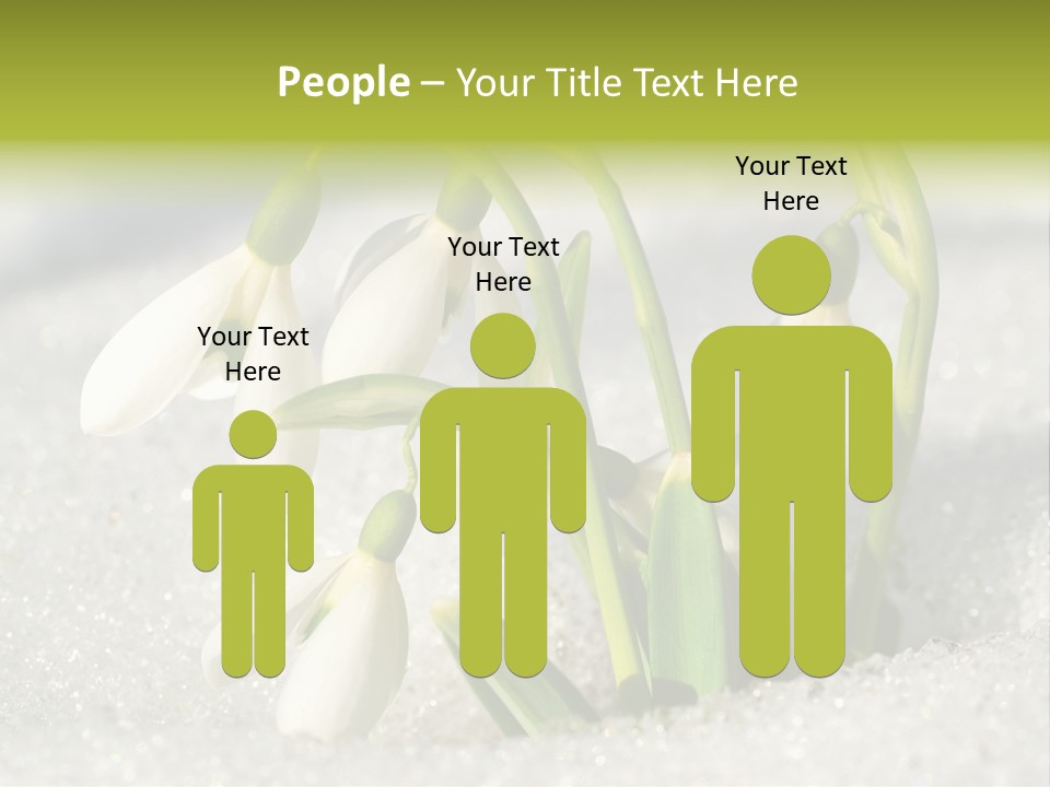 A Group Of Snowdrops In The Snow On A Sunny Day PowerPoint Template