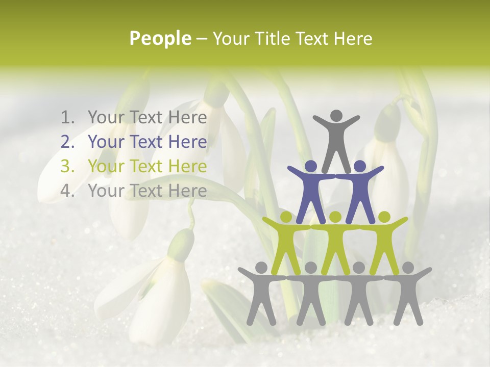 A Group Of Snowdrops In The Snow On A Sunny Day PowerPoint Template