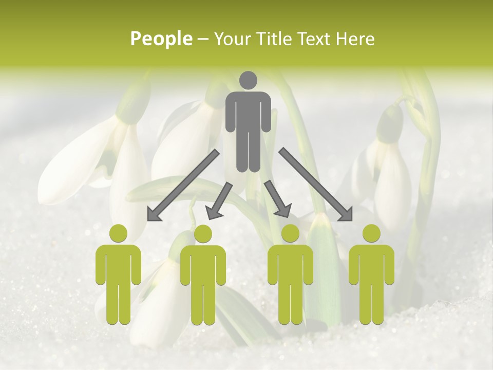 A Group Of Snowdrops In The Snow On A Sunny Day PowerPoint Template