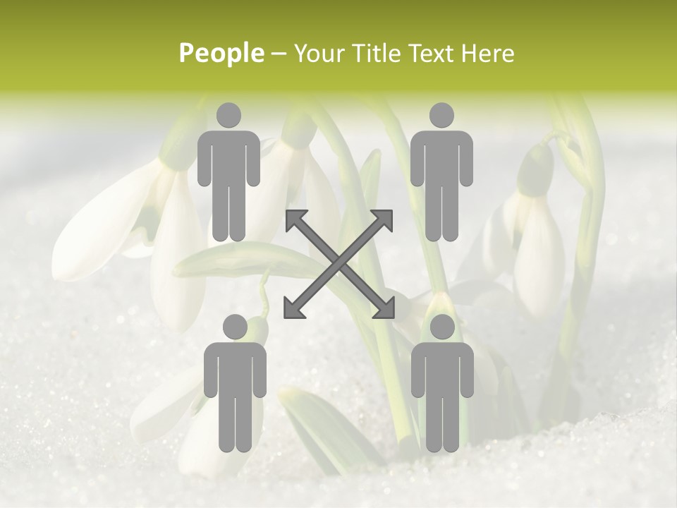 A Group Of Snowdrops In The Snow On A Sunny Day PowerPoint Template