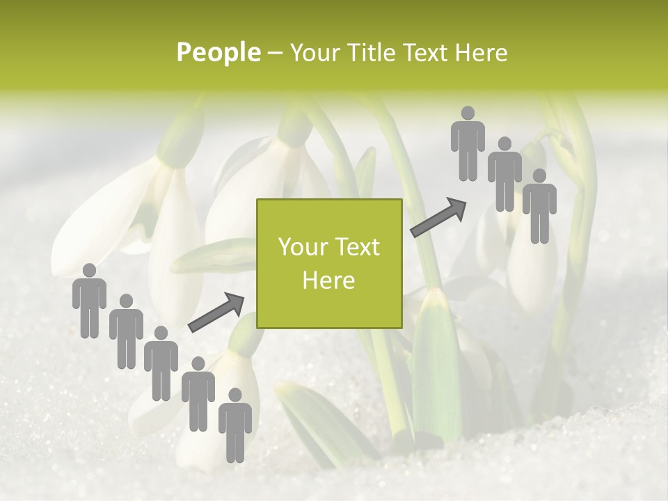 A Group Of Snowdrops In The Snow On A Sunny Day PowerPoint Template