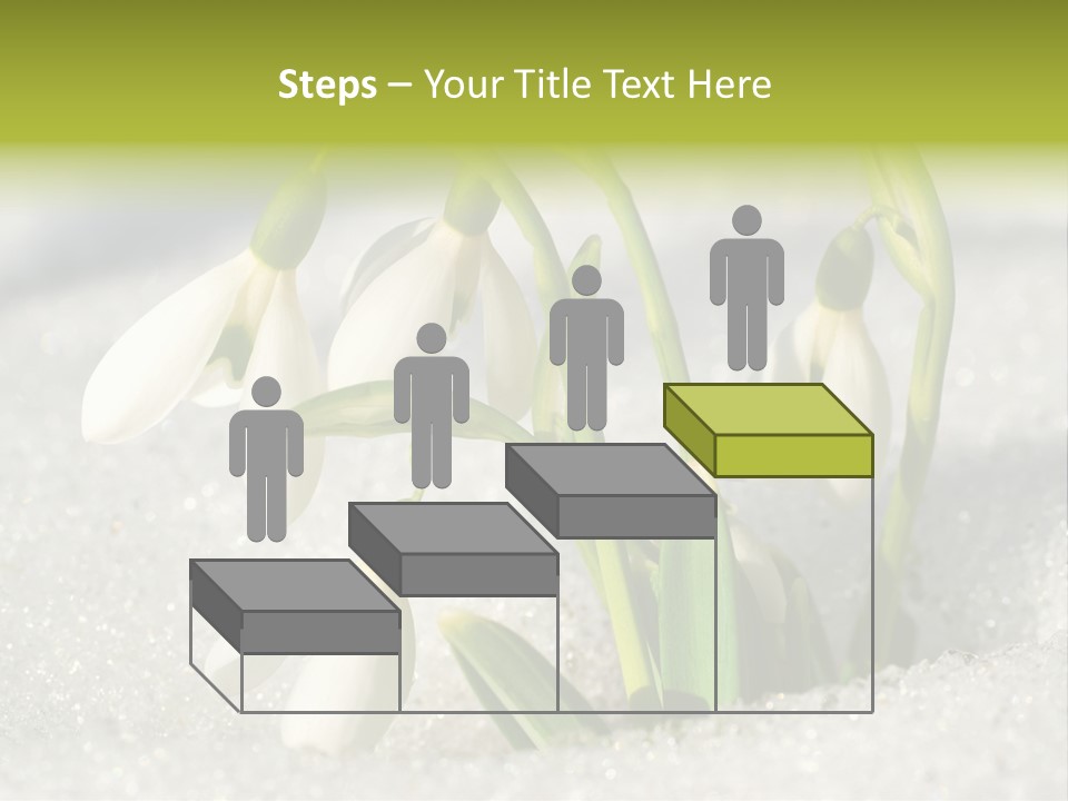 A Group Of Snowdrops In The Snow On A Sunny Day PowerPoint Template