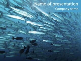 Tropical Reef Fish Pelagic PowerPoint Template