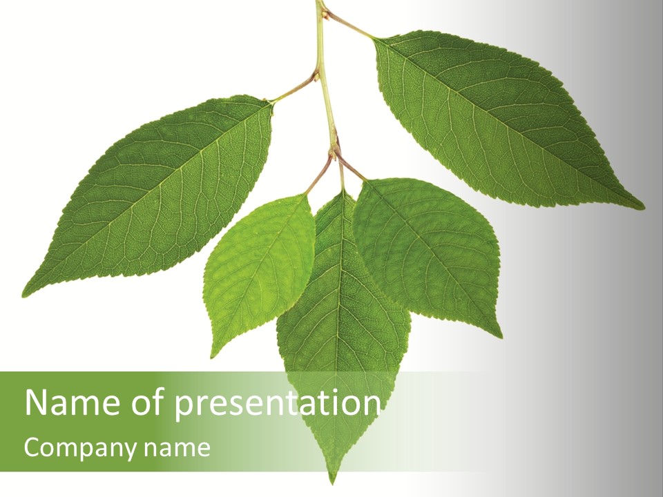 Trunk Small Isolated PowerPoint Template