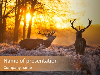 Hoge Veluwe Hunting Trees PowerPoint Template