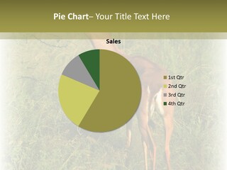 Fruit Vegetarian Juicy PowerPoint Template