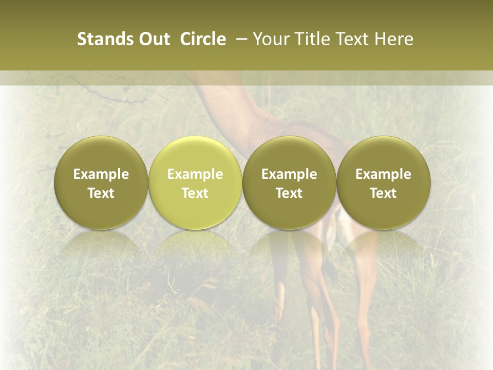 Fruit Vegetarian Juicy PowerPoint Template