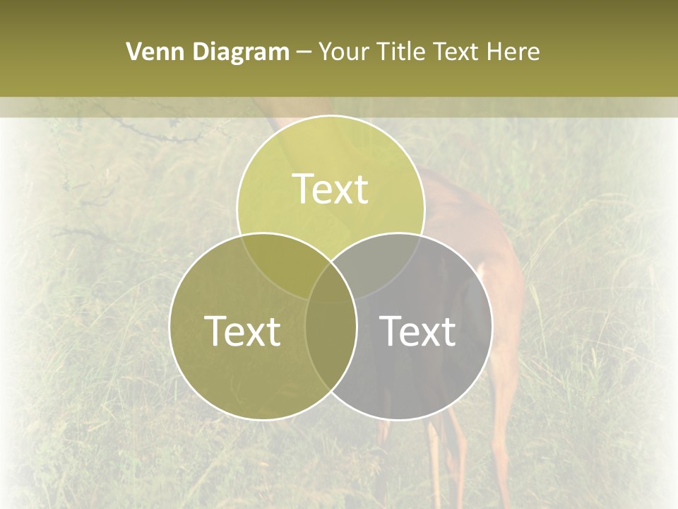 Fruit Vegetarian Juicy PowerPoint Template