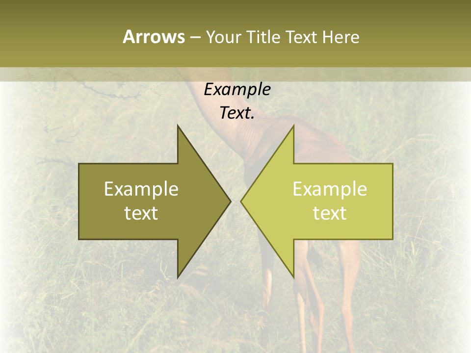 Fruit Vegetarian Juicy PowerPoint Template
