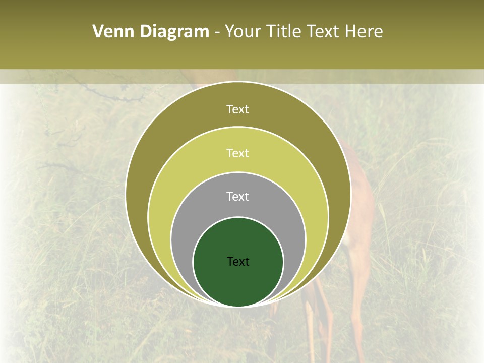 Fruit Vegetarian Juicy PowerPoint Template