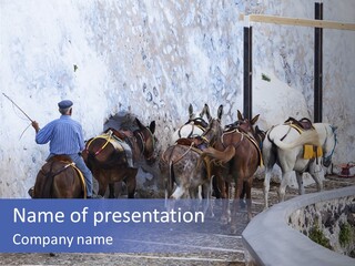 Jackass Mammal Donkey PowerPoint Template