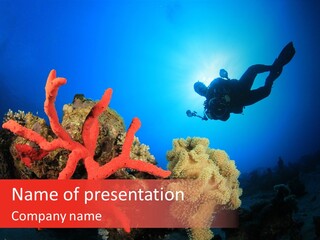 Marsa Alam Wildlife Natural PowerPoint Template