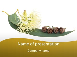 Viminalis Gumtree Eucalyptus PowerPoint Template