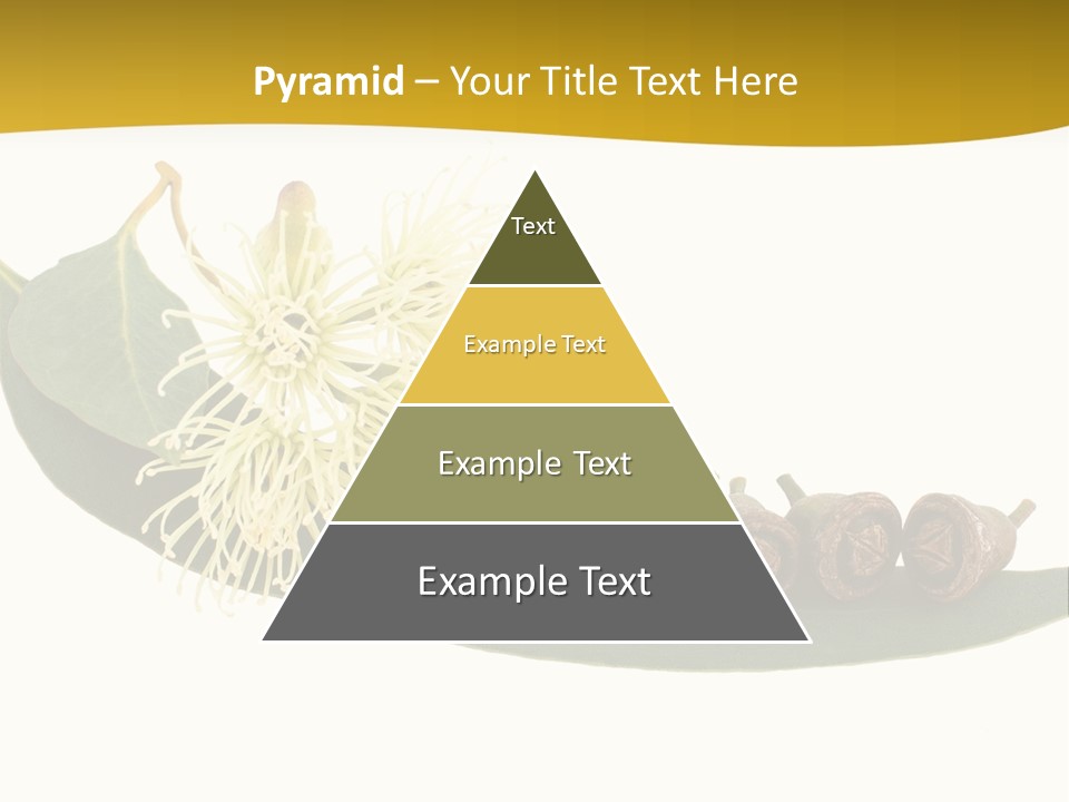 Viminalis Gumtree Eucalyptus PowerPoint Template