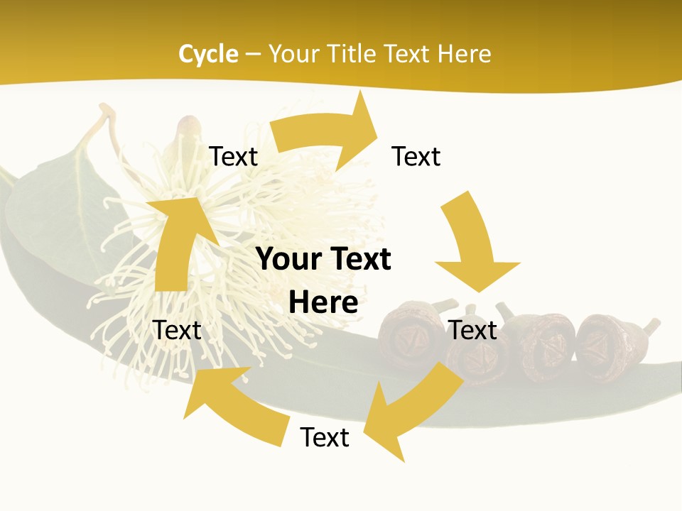 Viminalis Gumtree Eucalyptus PowerPoint Template