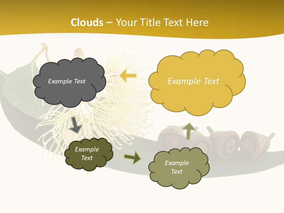 Viminalis Gumtree Eucalyptus PowerPoint Template