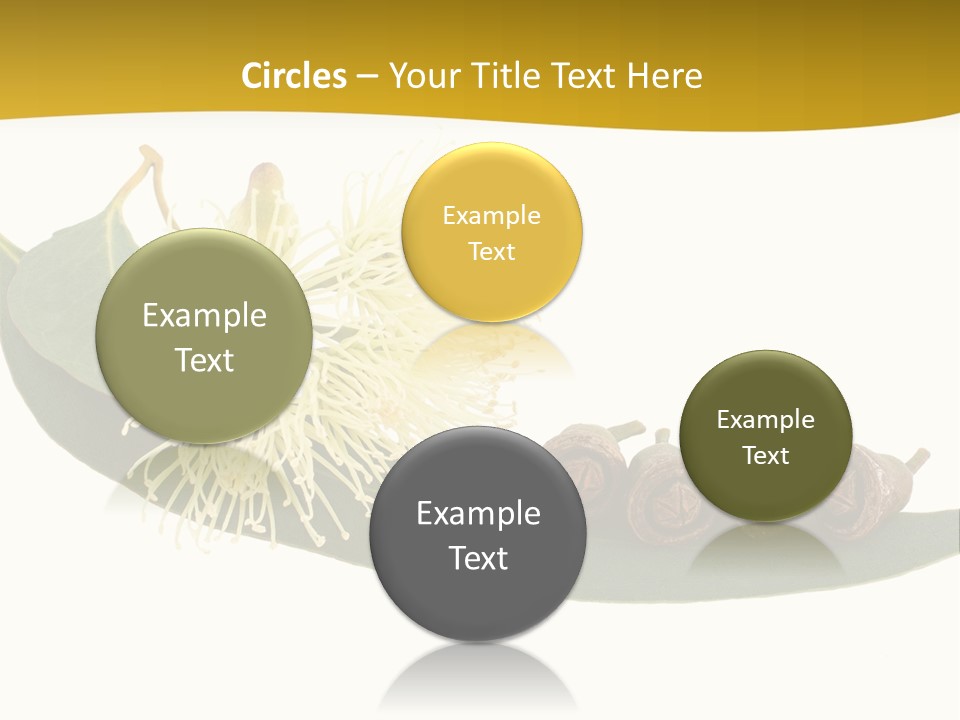 Viminalis Gumtree Eucalyptus PowerPoint Template