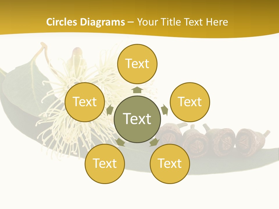 Viminalis Gumtree Eucalyptus PowerPoint Template