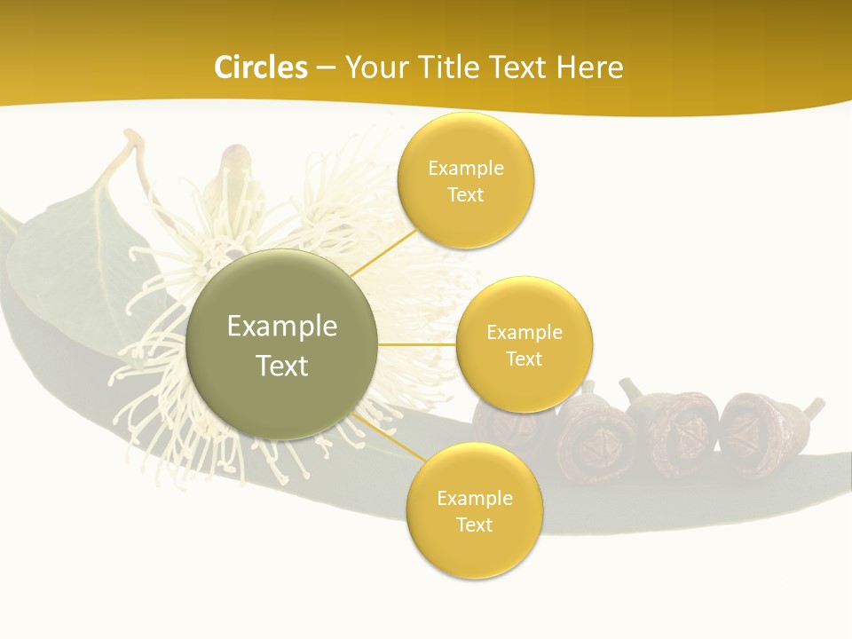 Viminalis Gumtree Eucalyptus PowerPoint Template