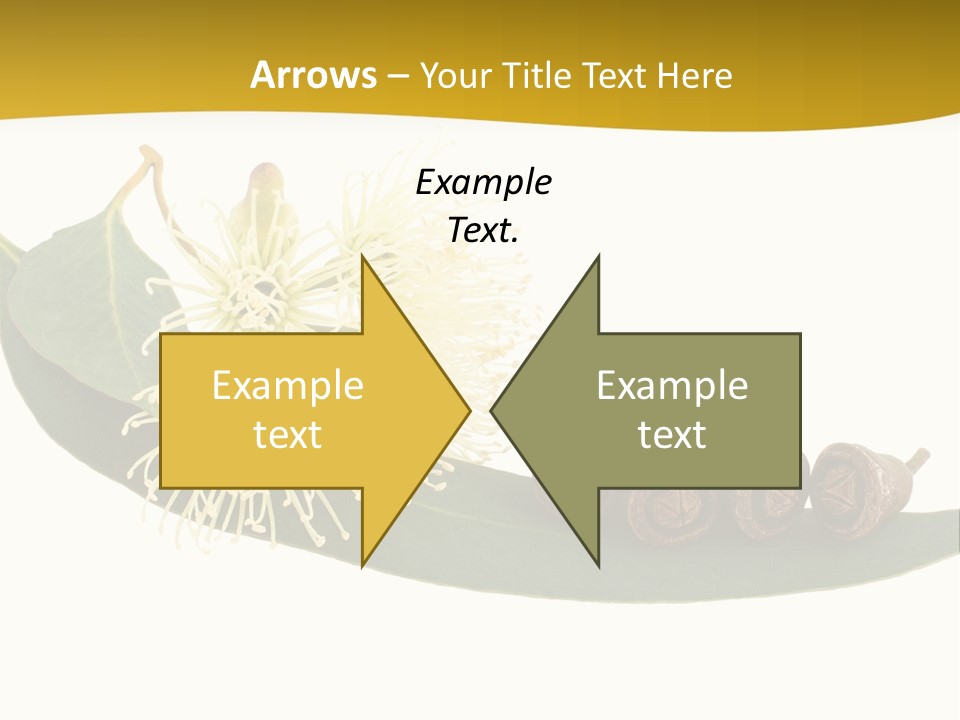 Viminalis Gumtree Eucalyptus PowerPoint Template