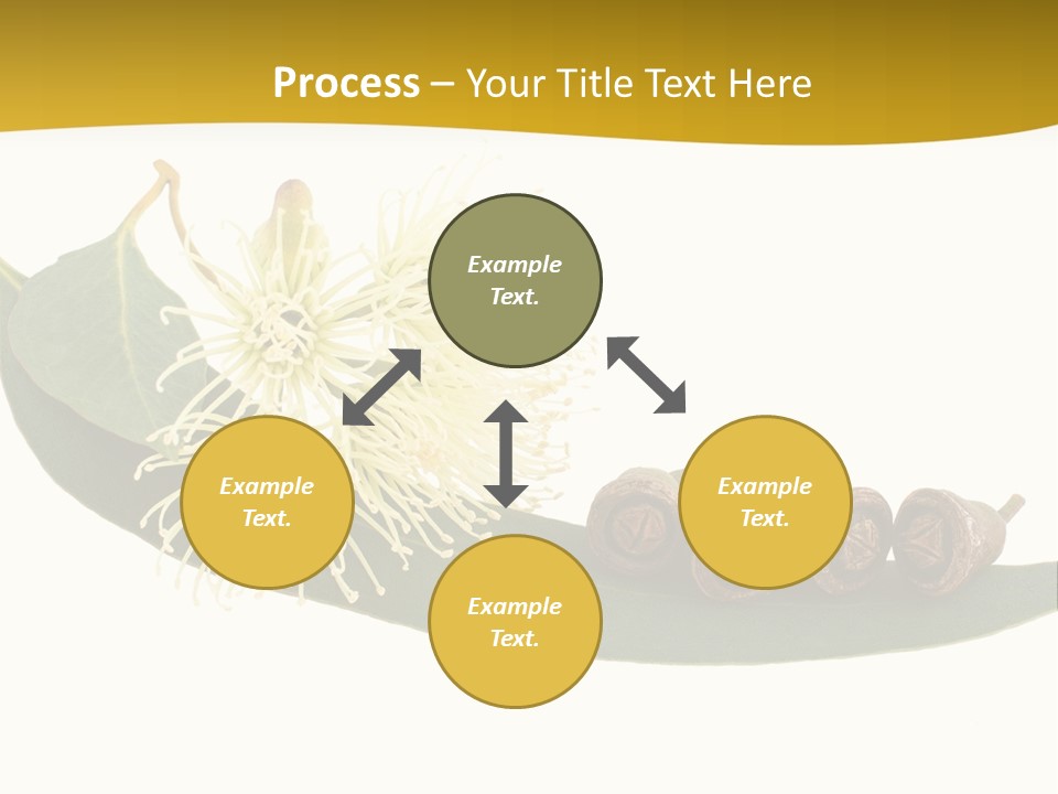 Viminalis Gumtree Eucalyptus PowerPoint Template
